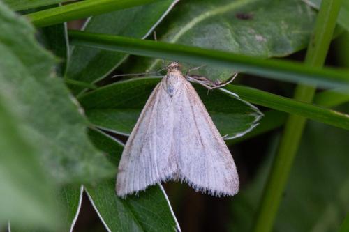 Réf. 243 929 : Udea austriacalis